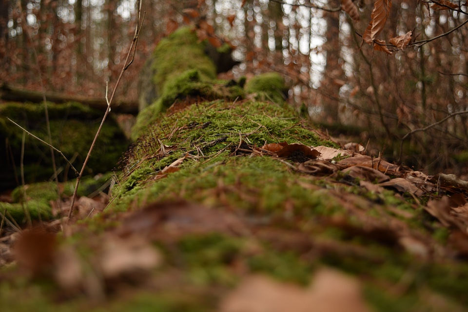 Nature log green