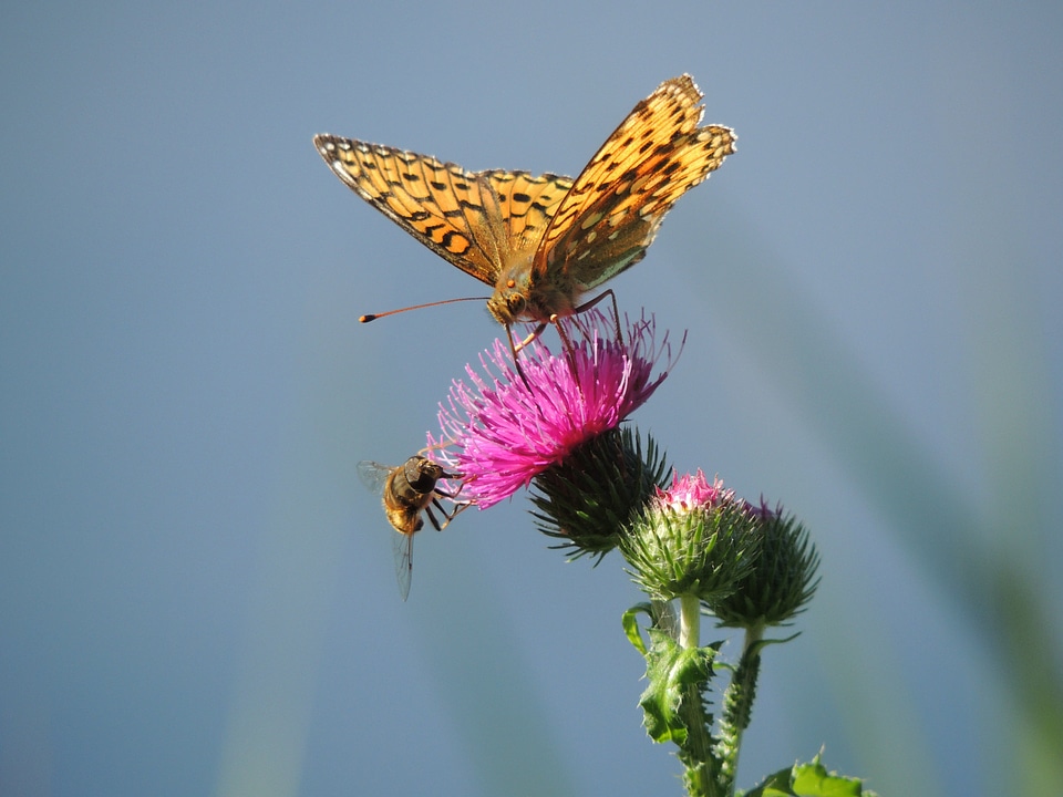Mesoacidalia aglaja orange butterflies