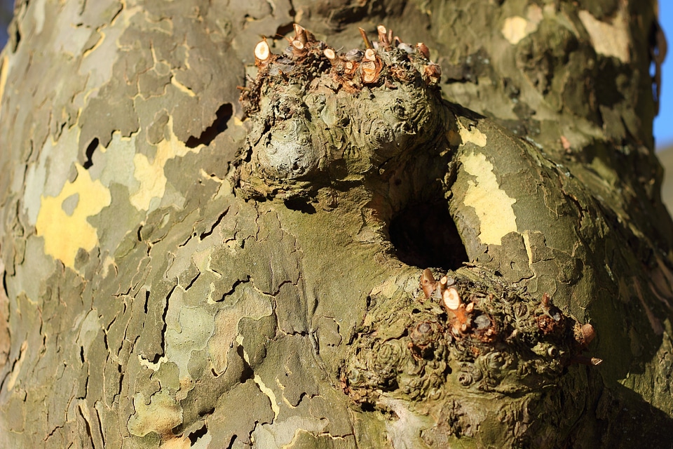 Tree bark knothole cave