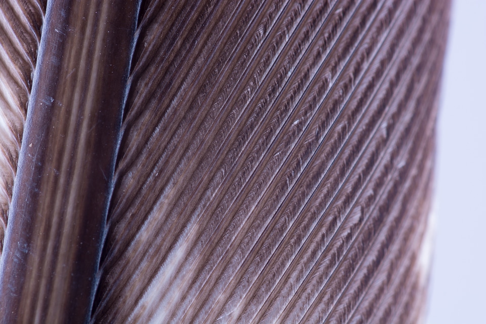 Feather bird feather macro