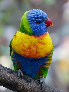 Bird loriinae honey parrot
