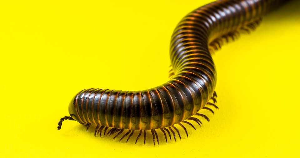 Giant centipedes myriapoda centipedes