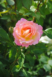 Bloom flower pink photo