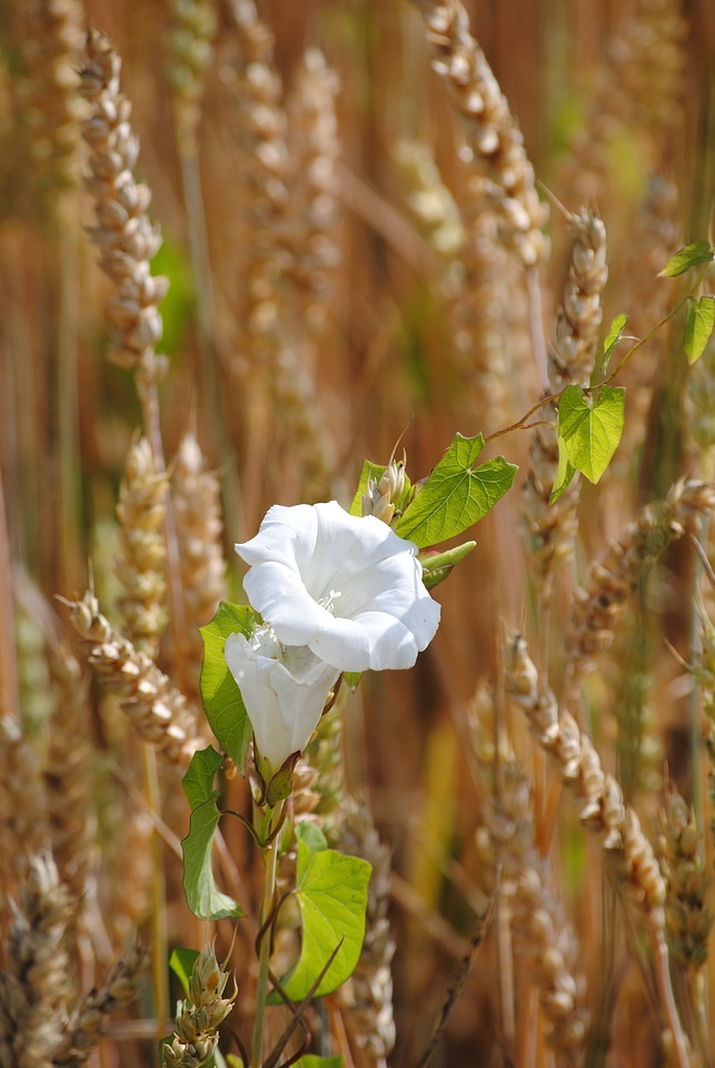 Flower white wheat
