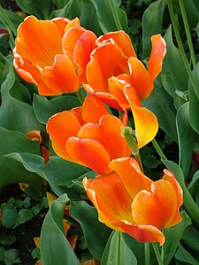 Orange green flower photo