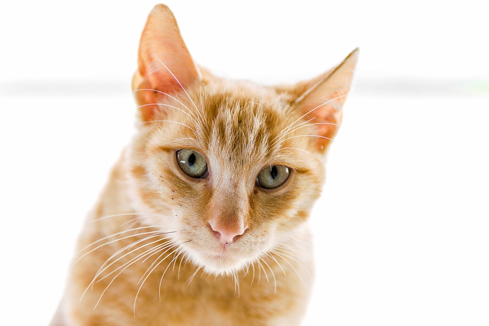 Pet cat's eyes animal