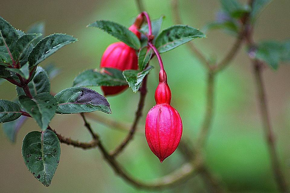 Plant before bloom natural