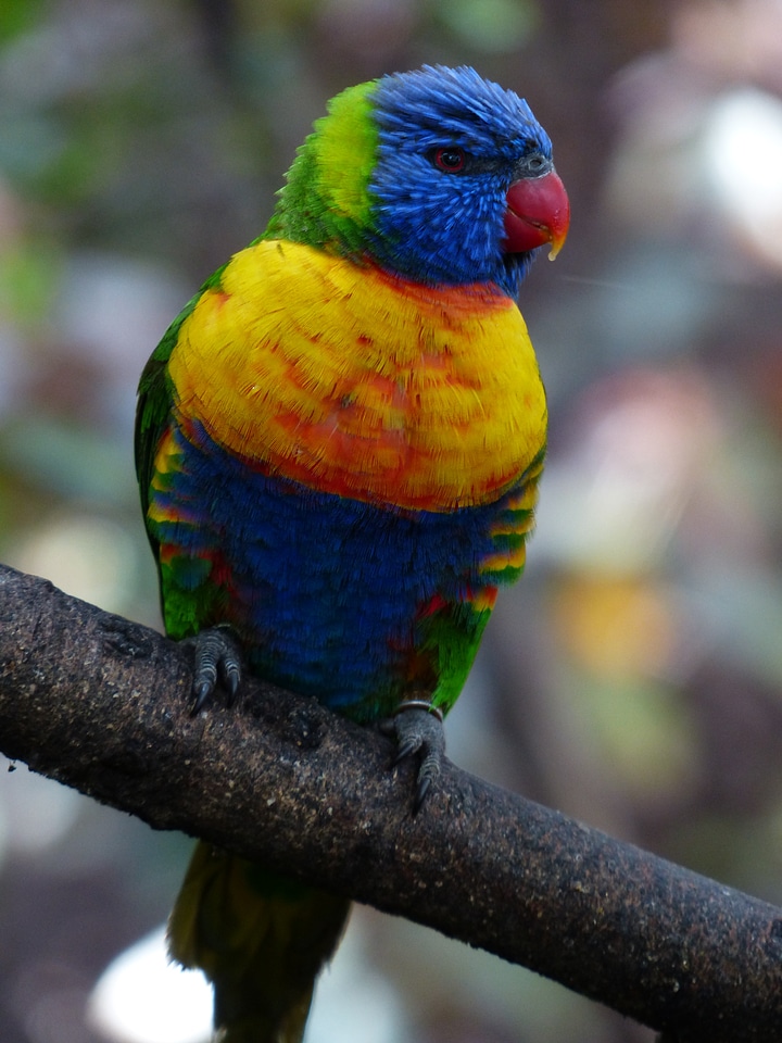 Bird loriinae honey parrot