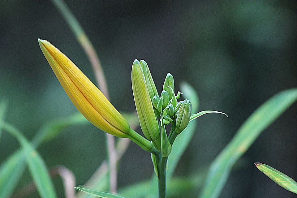 Plant natural blossom