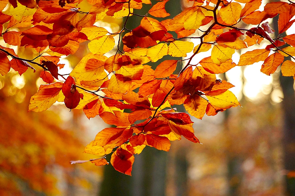 Forest nature branch