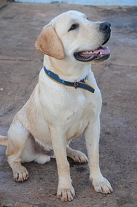 Animals pet domestic animals