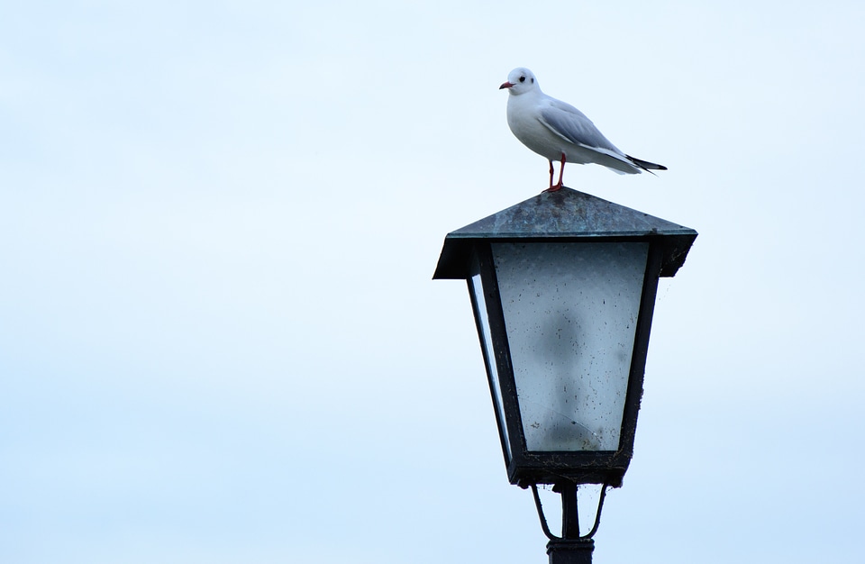Street light sky bird