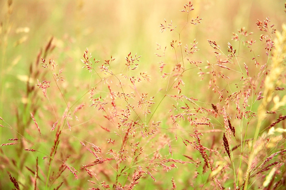 Nature field meadow