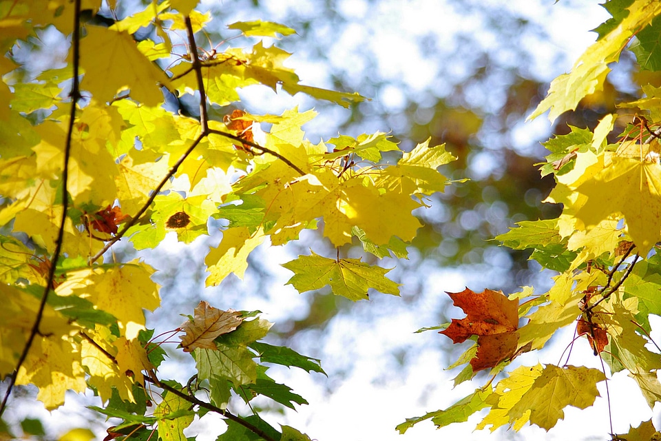 Colors nature yellow