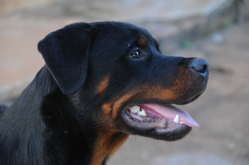 Pet domestic animals canine