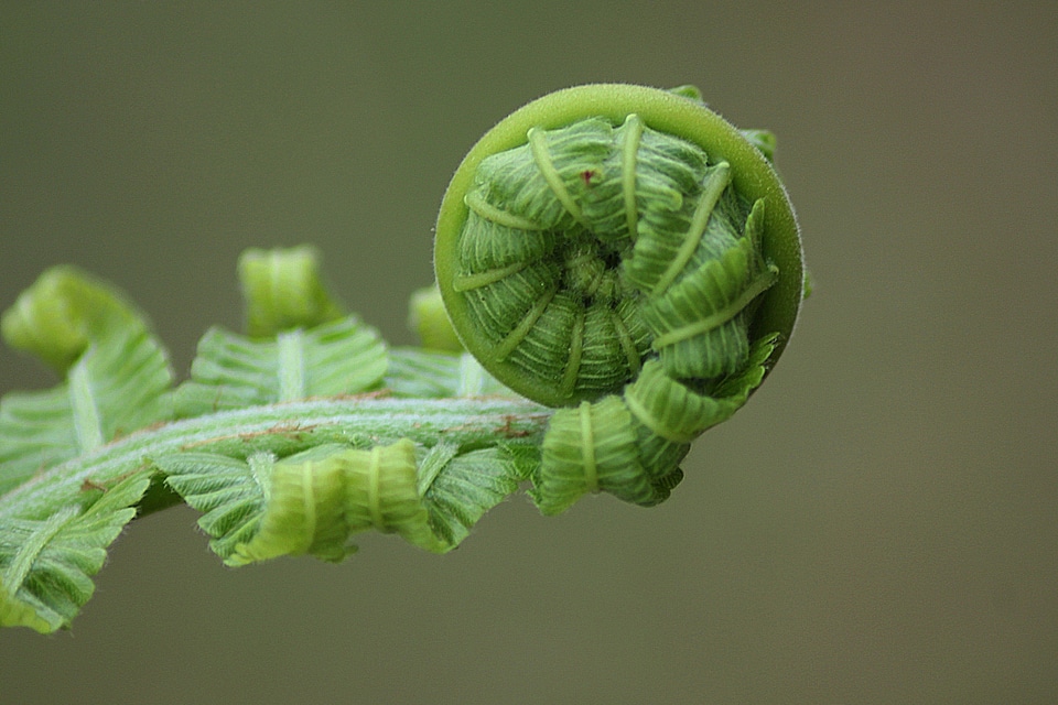 Nature plant natural