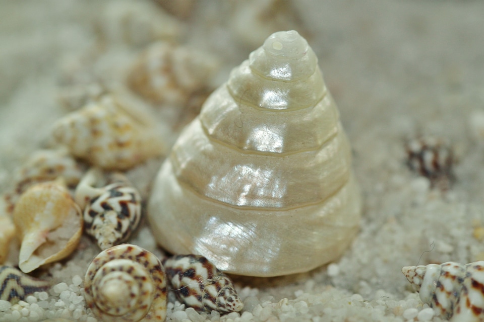 Snail shell close up animal