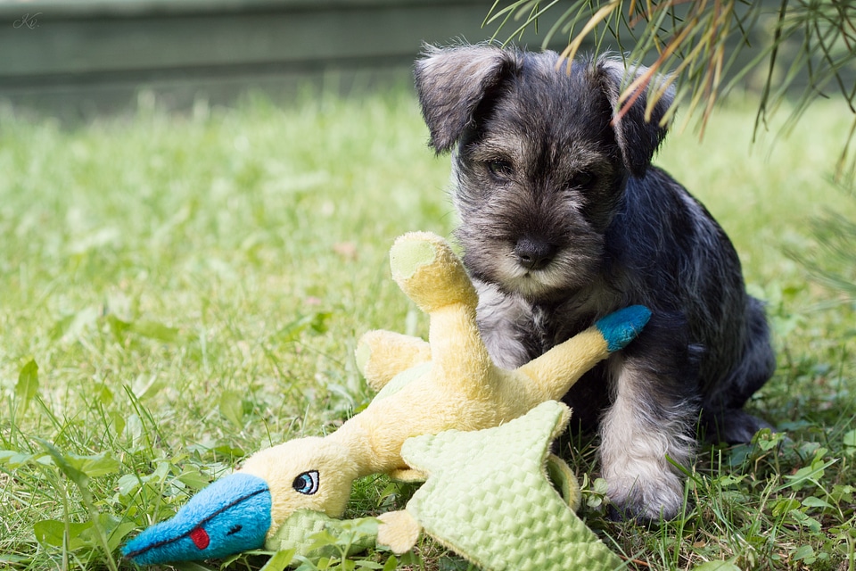 Animals summer schnauzer