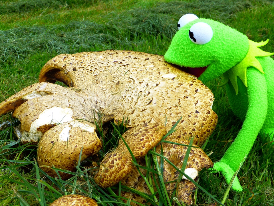 Brown eating kermit frog