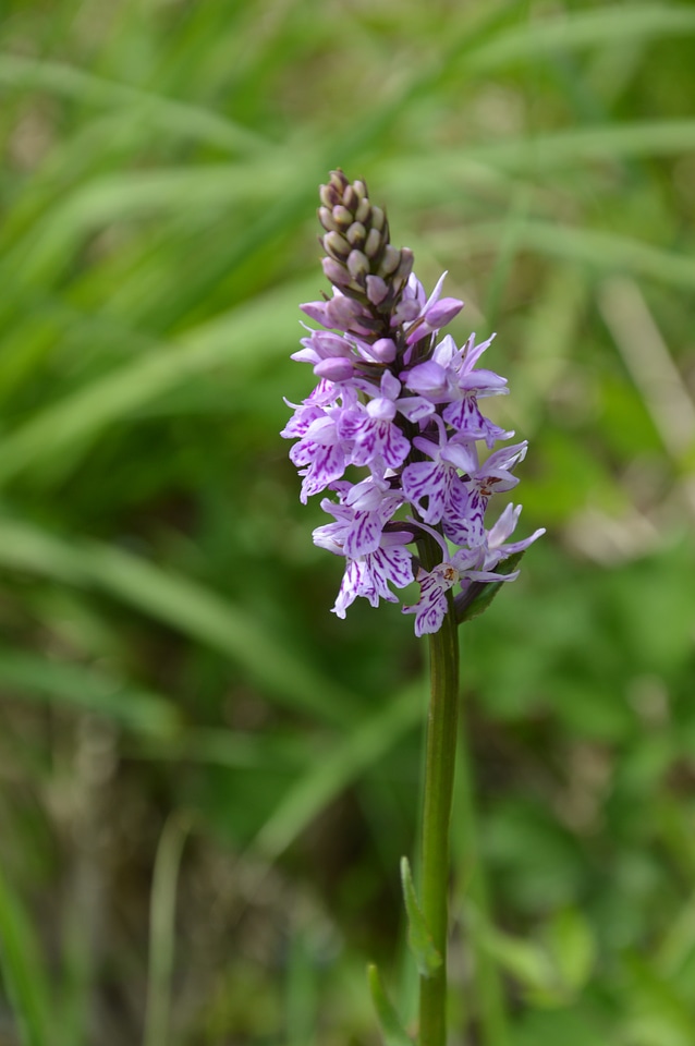 Wild orchid nature plant