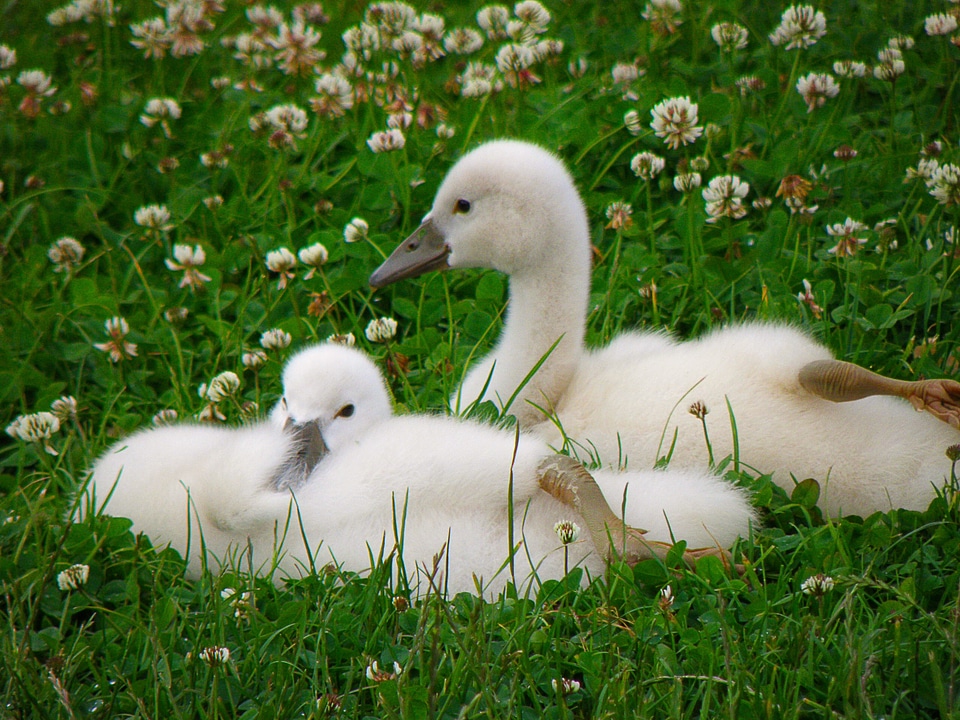 Bird lawn white