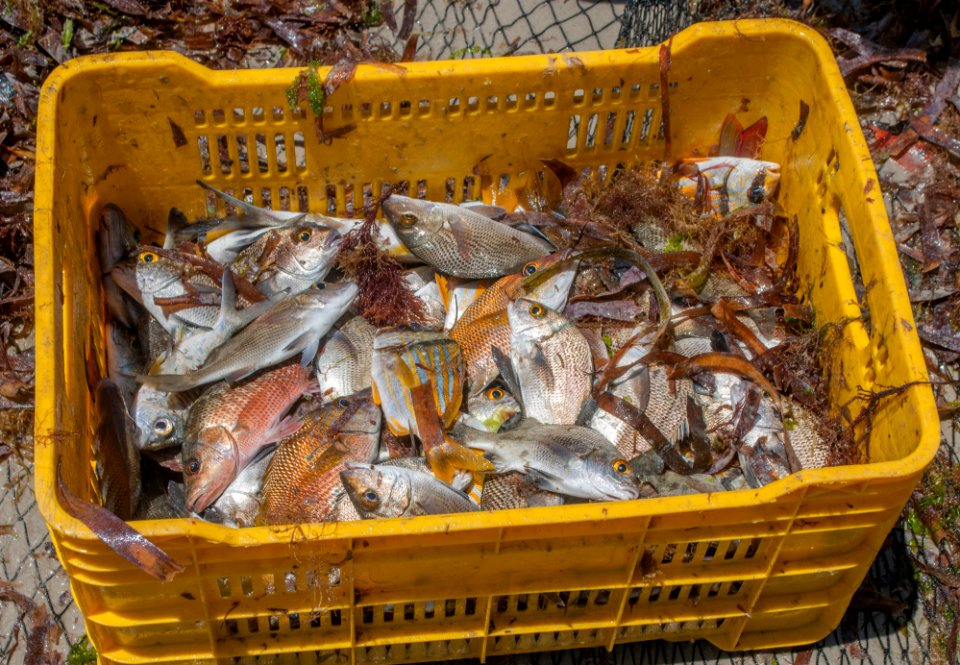 Fish in El Manglillo b