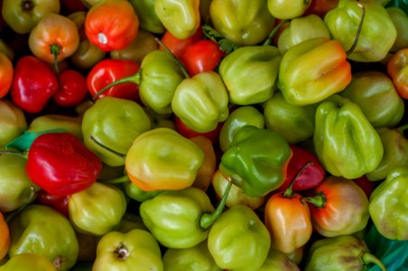 Capsicum .