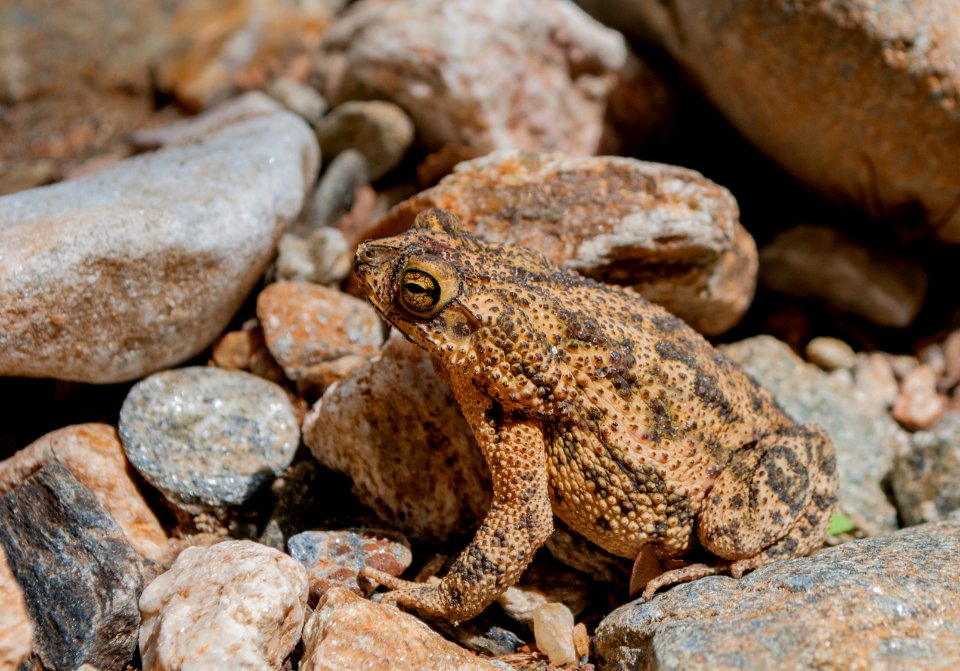 Bufo marinus in Venezuela