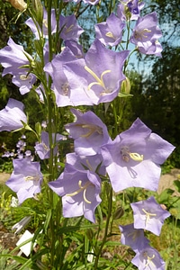 Violet purple flowers