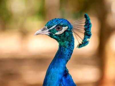 Pavo Real Venezolano photo