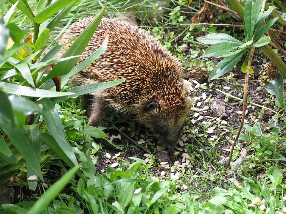 Garden spur hibernation