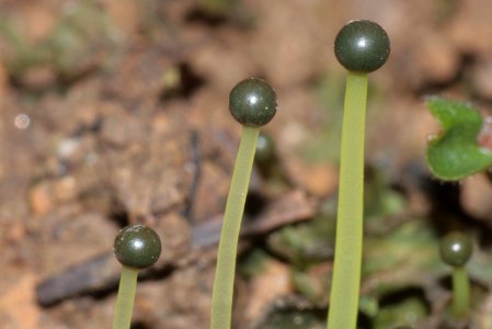Pellia endiviifolia (fa, 144836-474709) 5108