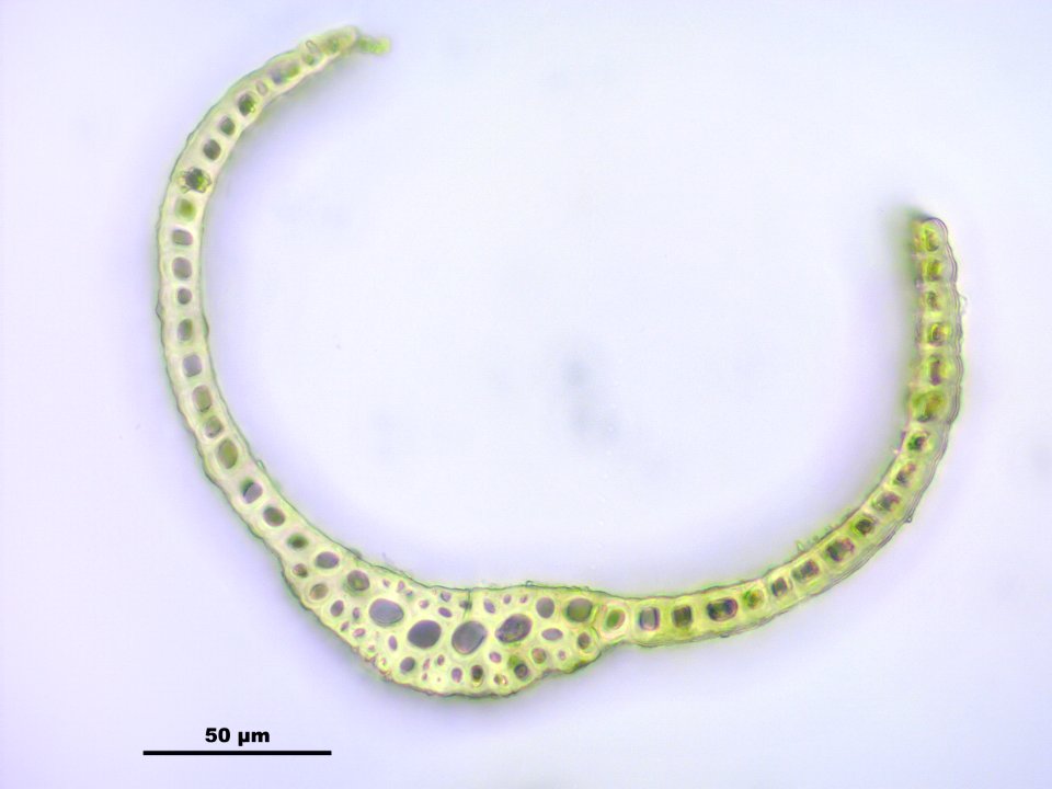 Dicranum elongatum (b, 113209-471249) 6803
