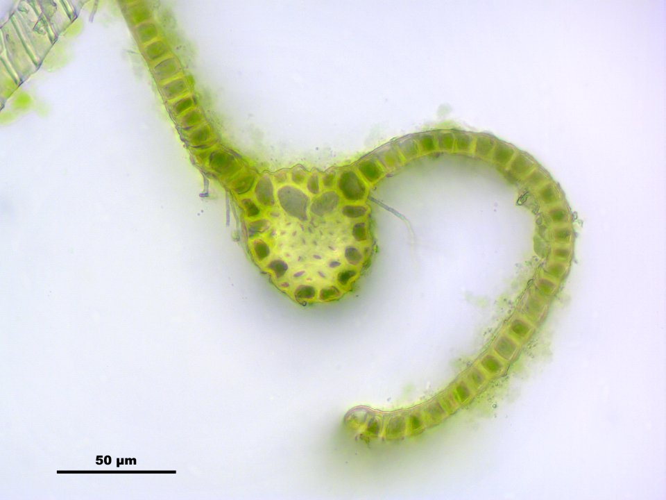 Pohlia elongata (b, 112725-471212) 6758