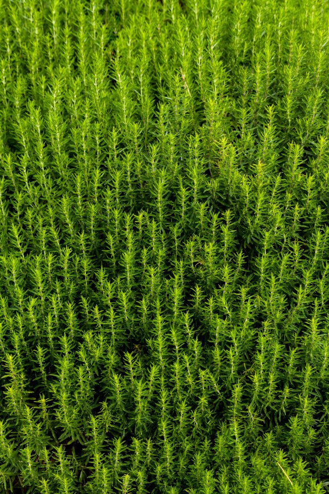 Satureja subspicata, Royal Botanic Garden Edinburgh, Scotland, GB, IMG 3779 edit
