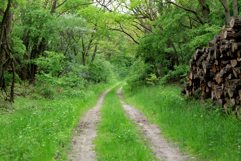 Mossberge 2020-05-15 43