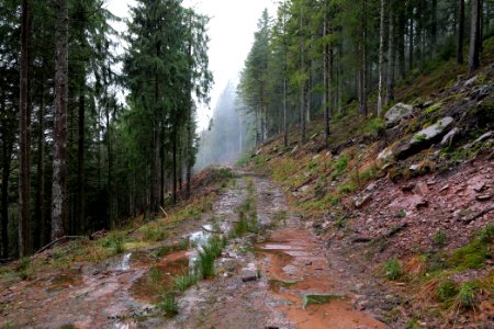 Abondand track in the Black Forest at north of Obertal Baiersbronn 2020-03-11 03