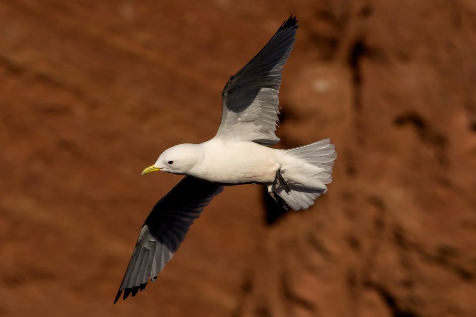 Dreizehenmwe im Flug