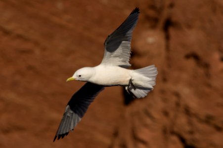 Dreizehenmwe im Flug