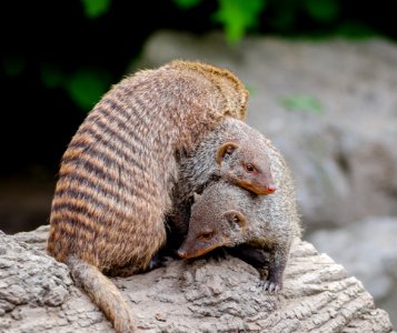 Mongoose pile
