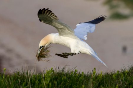 Northern Gannet with nest material photo