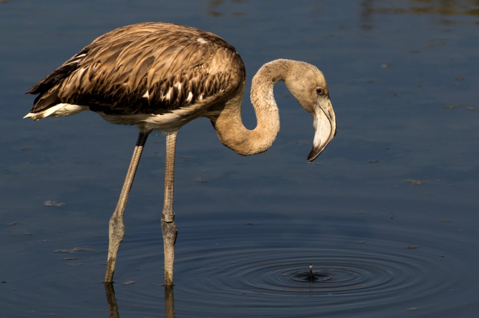 The juvenile greater flamingo