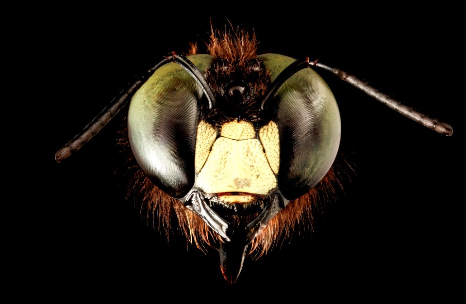 Xylocopa virginica male face