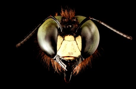 Xylocopa virginica male face