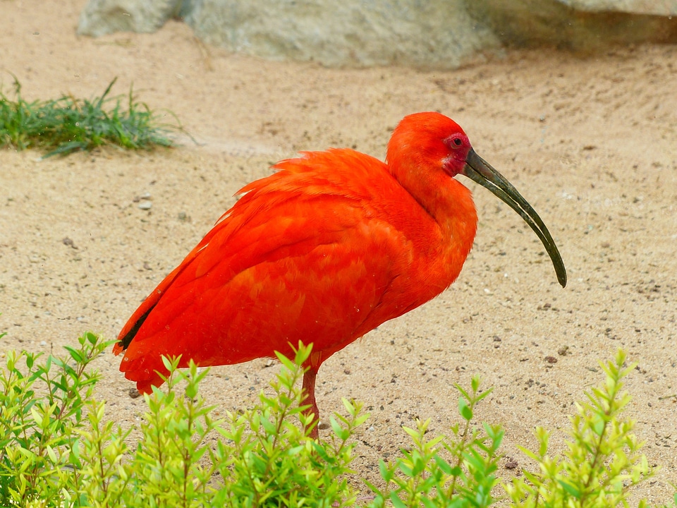 Bright red orange colorful
