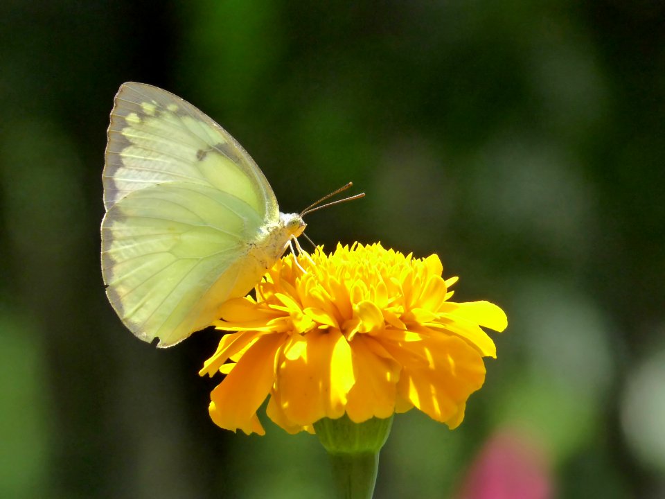 Catopsilia pomona 3 by kadavoor