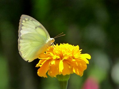 Catopsilia pomona 3 by kadavoor