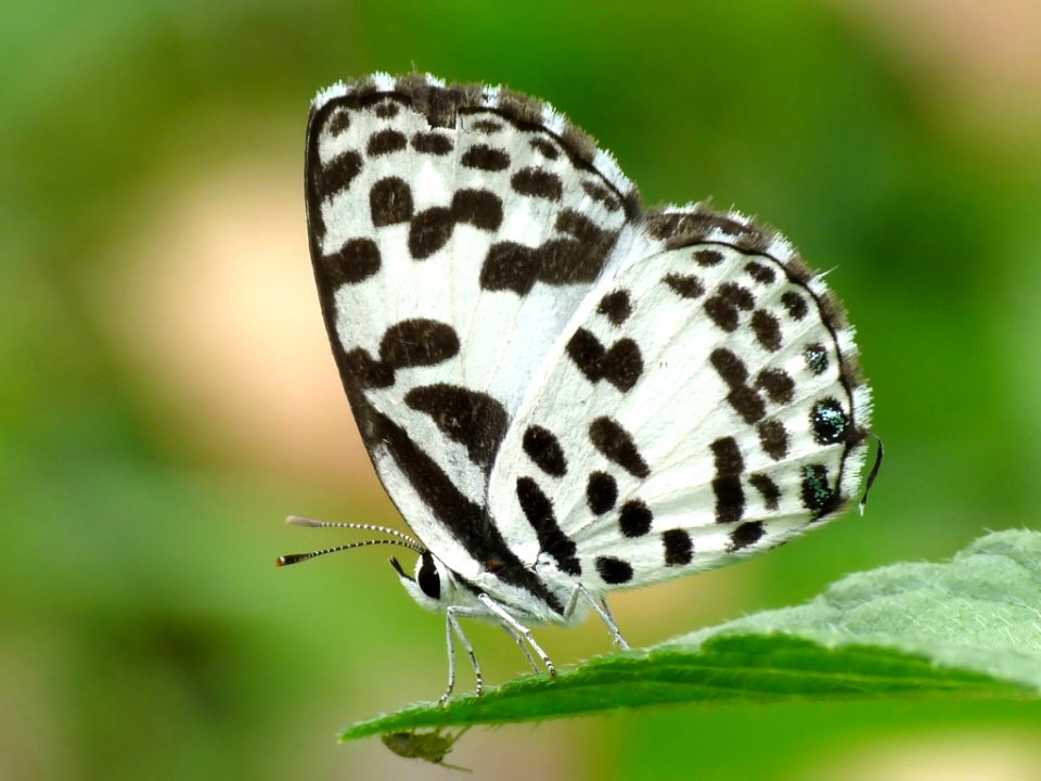 Common Pierrot Castalius rosimon by kadavoor