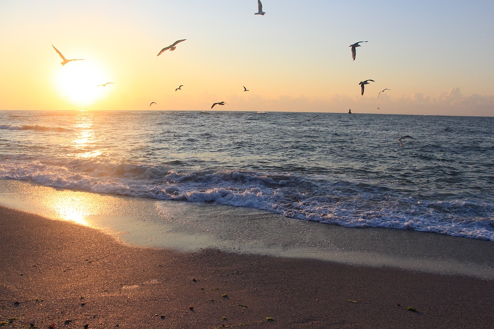 Birds black sea beach