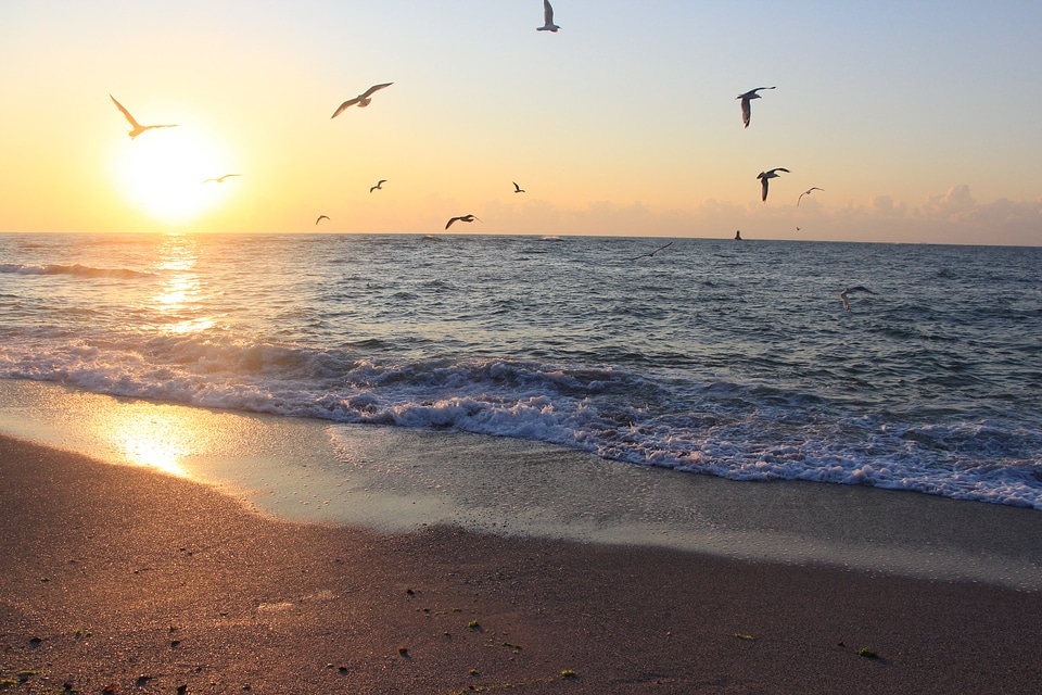 Birds black sea beach photo